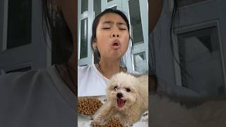 Your pet want to share food too comedy [upl. by Senoj]