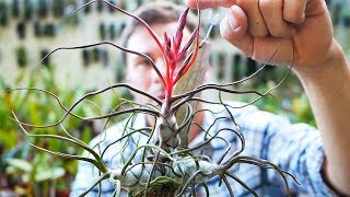 Tillandsia bulbosa  Tillandsien Pflege leicht gemacht [upl. by Novla]