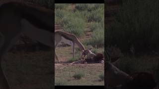 Springbok Horns Locked With Eachother During A Brutal Fight [upl. by Myra]