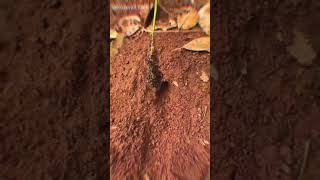 How big ant colony can be 🐜 factstelugu [upl. by Abas]