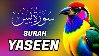 Surah Yasin  Surat Yaseen  सूरह यासीन সূরা ইয়াসিন  Beautiful Quran Recitation  Yasen HD 00236 [upl. by Morie]