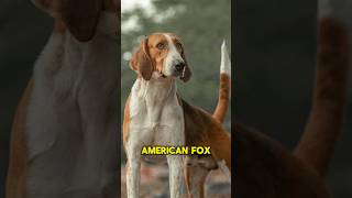 The Origin of the American Foxhound 🔥🇺🇸 [upl. by Neyut]