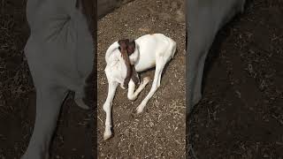 My goat is sleeping please subscribe to my channel goat goatlovers goatpower goatday goatlings [upl. by Hanus]