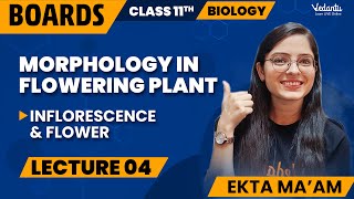 Morphology in Flowering Plants Class 11 L4  Class 11 Biology Chapter 5  CBSE 2024  Ekta Mam [upl. by Farrica]