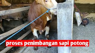 proses penjualan sapi potong dengan cara timbang hidup [upl. by Akerdnahs]