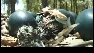 Emu Krishi Documentary  Emu Bird Farming [upl. by Emory]