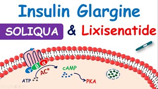 Soliqua 10033  Insulin glargine and Lixisenatide injection [upl. by Ardnola859]