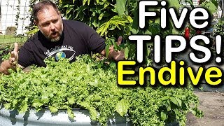 5 Tips How to Grow a Ton of ENDIVE in Just One Raised Bed Container [upl. by Nichols]