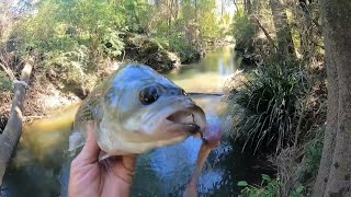 Have You Ever Seen A SQUIDGIE Soft Plastic Lure FISHED Like This Before [upl. by Etteyniv550]