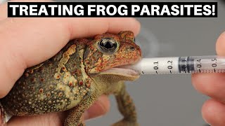 Treating Frogs For Internal Parasites With Fenbendazole  Benjamins Exotics [upl. by Mccourt]