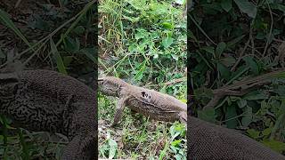 गोह Monitor LizardGoyra also Known as Chandan goira Goyli vish khopda Ghrpada Patlagho etc [upl. by Annawahs133]