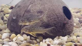 Sterbai corydoras spawning breeding behavior and live egg laying [upl. by Karolina]