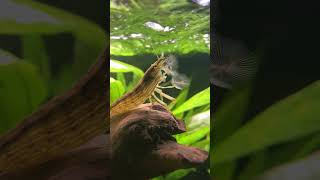 Bamboo Shrimp  FilterFeeding Shrimp Atyopsis moluccensis [upl. by Spearing]