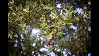 Germinar y plantar bellotas de encina [upl. by Aliet696]