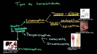 1 Tipos de sensibilidade [upl. by Mintun]