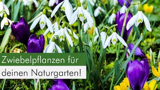 Zwiebelpflanzen im Naturgarten Eine ökologische Bereicherung für Insekten [upl. by Kemppe]