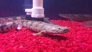 Polypterus endlicheri dabola [upl. by Brade]