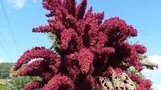 Harvesting A 10ft Tall Amaranth  WOW Ancient Heirlooms How To Harvest Amaranth [upl. by Arral]