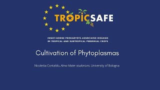 TROPICSAFE Cultivation of phytoplasmas [upl. by Avik721]