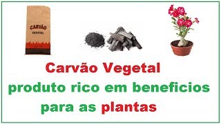 Carvão vegetal muitos beneficios para as plantas [upl. by Ayala773]