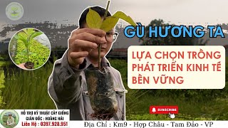 Gù Hương Ta  Lựa Chọn Trồng Phát Triển Kinh Tế Lâm Nghiệp Bền Vững  0397 928 951 [upl. by Akahs]