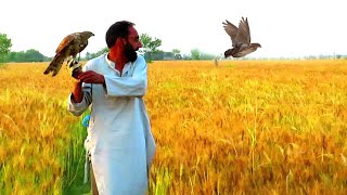 Amazing Chase Of Goshawk To Wild Quail  Goshawk hunting And Falconry In Pakistan  Raptors Today [upl. by Kania384]