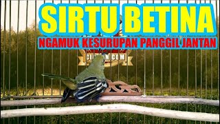 Cipoh Sirtu Betina Gacor Dor Ngamuk Kesurupan Panggil Jantan [upl. by Stanwinn113]