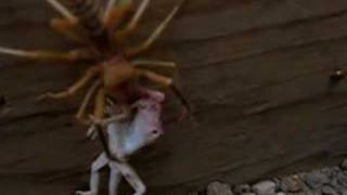 CAMEL SPIDER IN IRAQ [upl. by Bradstreet]