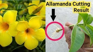 How to grow Allamanda plant from cutting [upl. by Nerin920]