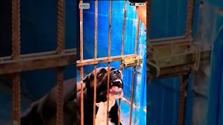 Aggressive Presa Canario Dog presacanario dog shorts viralshorts [upl. by Anitroc205]