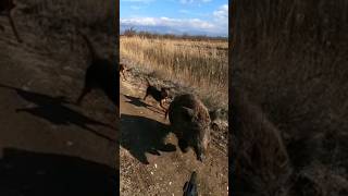 Wild boar attacking the hunter  youtubeshorts wildlife wildboarhunt [upl. by Valli]