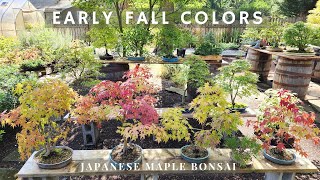 Japanese Maple Bonsai  Early Fall Colors [upl. by Namaan]