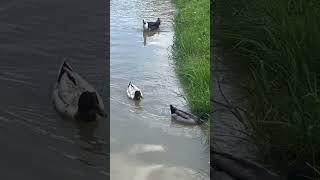 3 ducks on the whitewater canal in Metamora Indiana [upl. by Grodin]