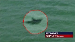 Megalodon Shark Caught on Tape by Helicopter Amazing Footage [upl. by Bodwell]