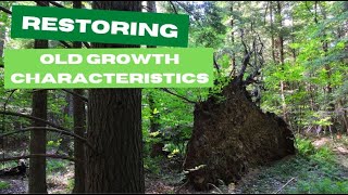 Restoring Old Growth Characteristics [upl. by Enomyar671]