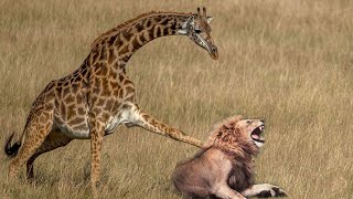 Mother Giraffe kicks Lion head very hard to save herself harsh life of Wild Animals [upl. by Ees77]