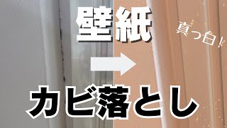 壁紙のカビを簡単に落とす方法！嫌な黒カビを真っ白に [upl. by Esalb]