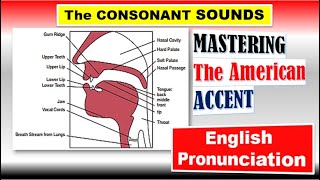 THE CONSONANT SOUNDS  Voiceless and Voiced Consonants Mastering the American Accent [upl. by Capello936]