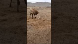 Caught on Camera HUGE Bull Elk Sheds Antlers epic [upl. by Sirois]