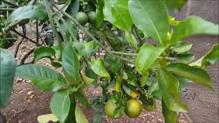 Como fazer inseticida natural para combater fumagina em citrus [upl. by Ylas927]