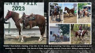 Lot 156  Wildfire Kalona Fall Draft Horse Sale 101723 [upl. by Brockie]