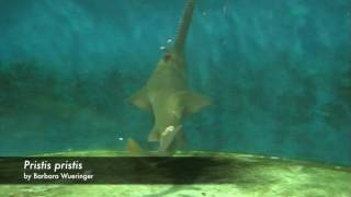 sawfish feeding behaviour [upl. by Ammej]