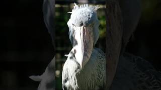 Shoebill The Bird That Shouldnt Exist shoebill birds nature [upl. by Shaya]