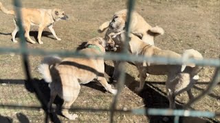 GENÇ KÖPEKLER AZAPA DALDI 😡 FAÇA TEK BAŞINA 3 4 YABANCI KÖPEĞİN ÜSTÜNE YÜRÜDÜ AZAP BENİ ÇOK ÜZDÜ [upl. by Etteroma877]