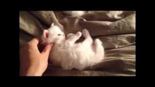 Le chaton le plus mignon du monde 2 [upl. by Norraa]