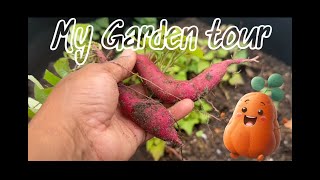 Checkout how Im Planting my Japanese Sweet Potatoes amp Garden Tour 😁👩🏽‍🌾🍠🥔🪴🙌🏽 [upl. by Santini]