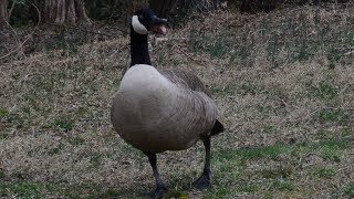 Goose hissing loud sound  noise [upl. by Dloreh80]