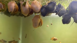 Breeding Mystery Snails For Profit Out of My Bedroom [upl. by Leacim]