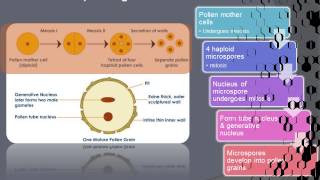 Formation microspore and megaspore [upl. by Nissa]