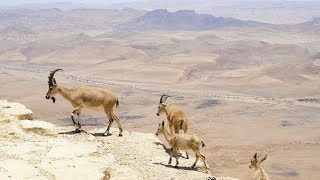 Ibex nubio  Montanhas e penhascos  Israel e oriente médio [upl. by Amick]